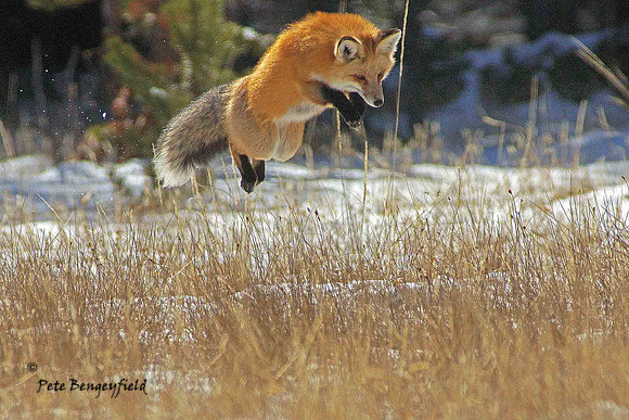fox-501-d
