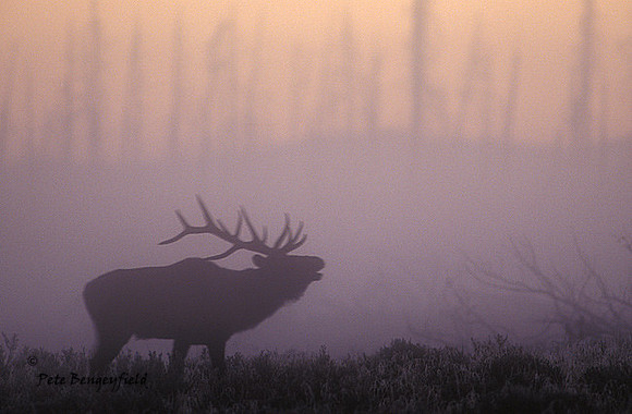 elk-4388-f