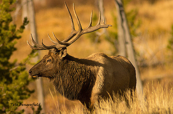 elk-4875-d