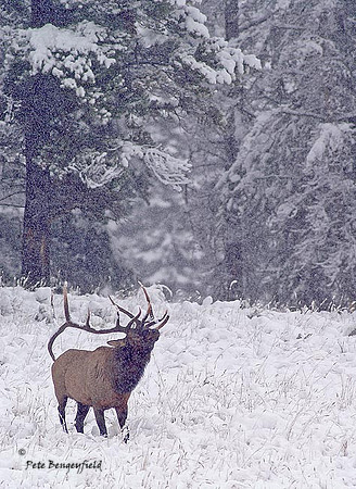elk-4738-d