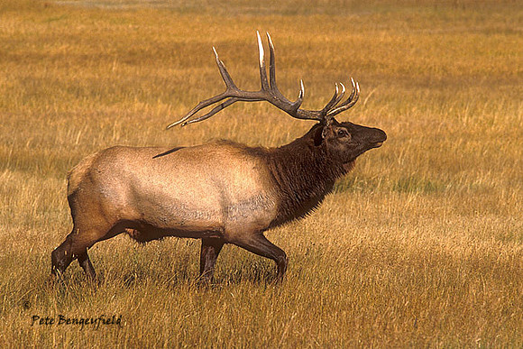 elk-2383-F
