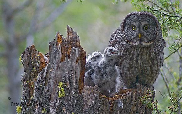 owl-494-d