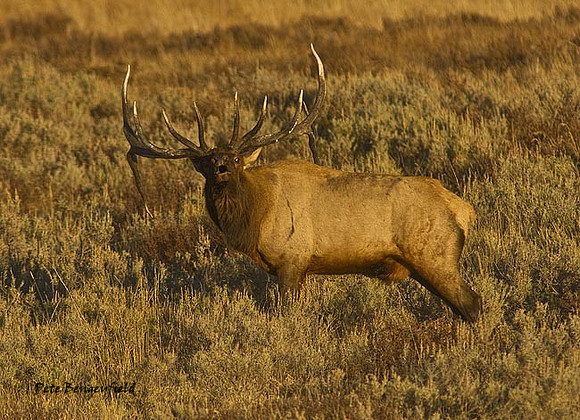elk-4862-d