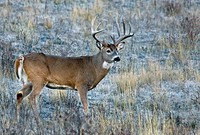 White-tailed Deer