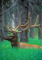 ELK-4257-f