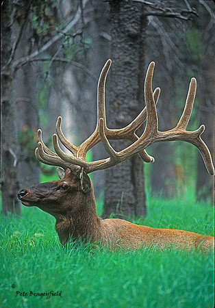 ELK-4257-f