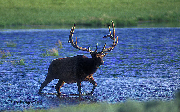 elk-3024-f