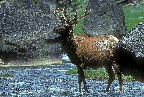 elk-1177-k