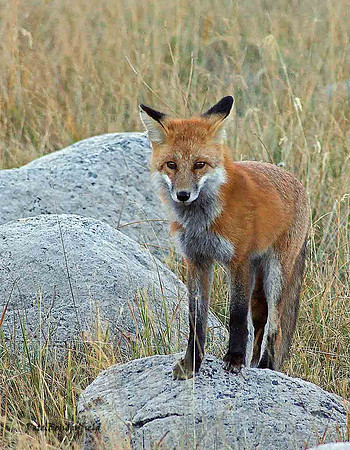 fox-494-d