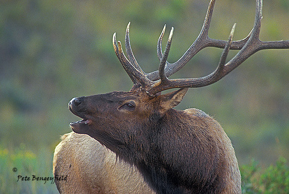 elk-2791-f