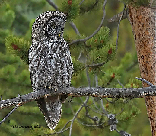 owl-522-d