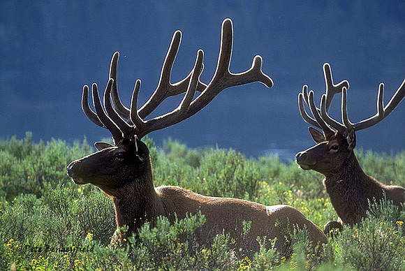 elk-328-k