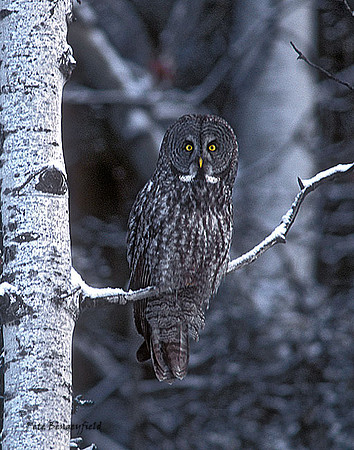 owl-352-f