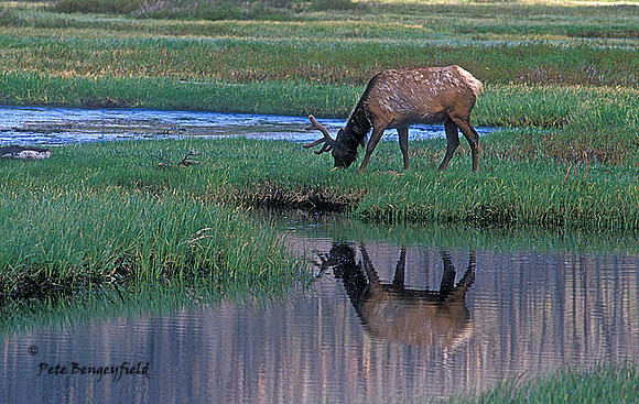 elk-2918-f
