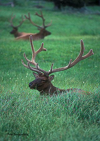 elk-3549-f