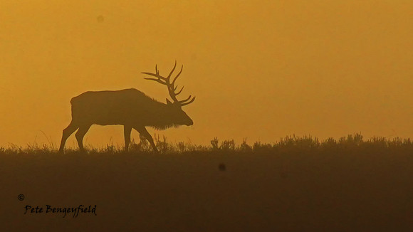 elk-4939-d
