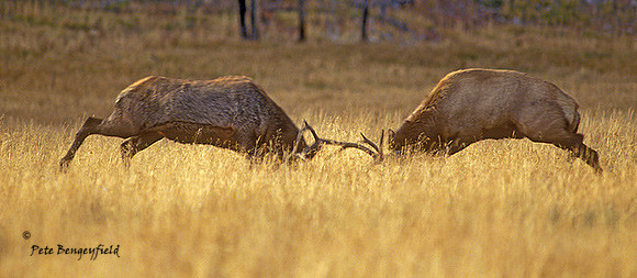 elk-2853-F
