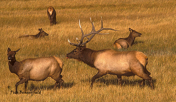 elk-2369-F