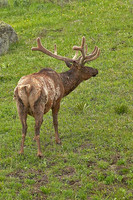 ELK-4763-d