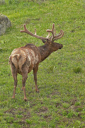 ELK-4763-d