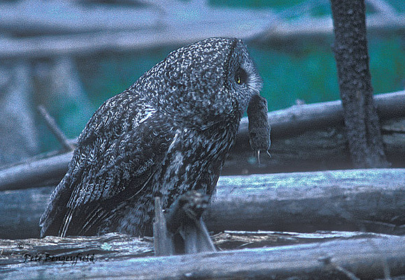 owl-327-f