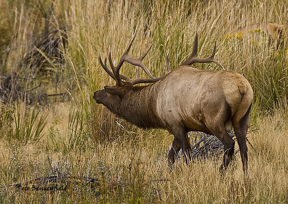 elk-4856-d