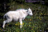 Mountain Goat