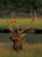 elk-4320-f