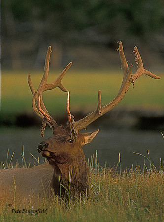 elk-4320-f