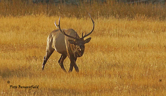 elk-4914-d