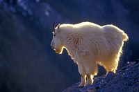 Mountain Goat