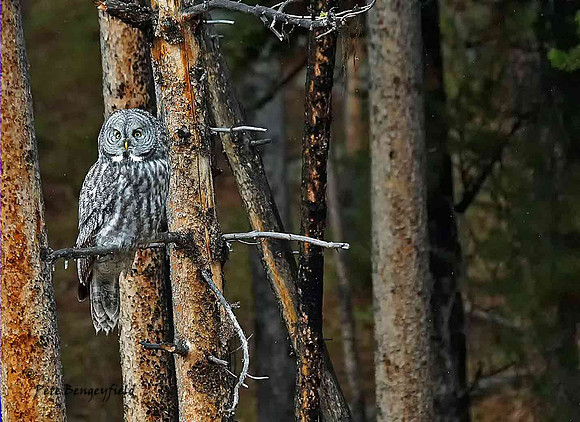 owl-533-d