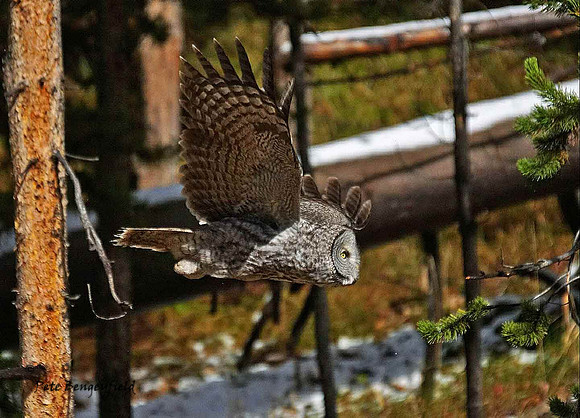 owl-530-d