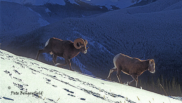bs-782-f