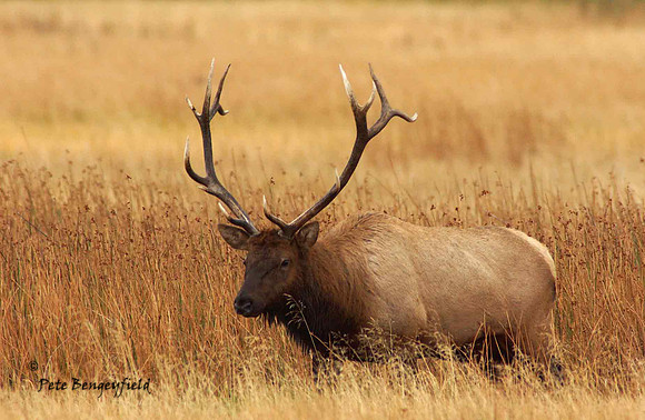 elk-4909-d