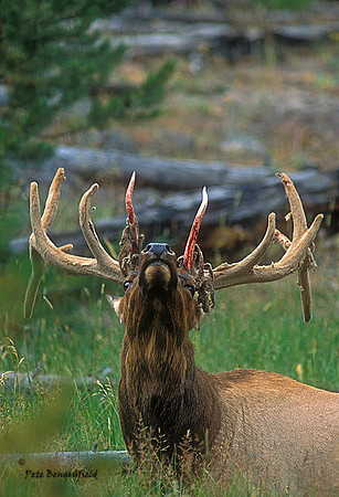 elk-4306-f
