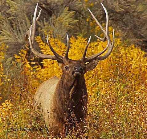 elk-4943-d
