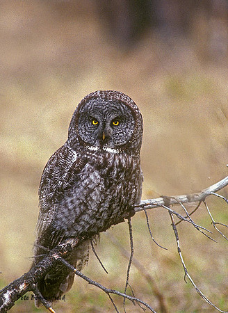 OWL-109-k