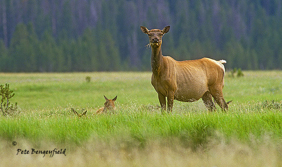 elk-1052-K