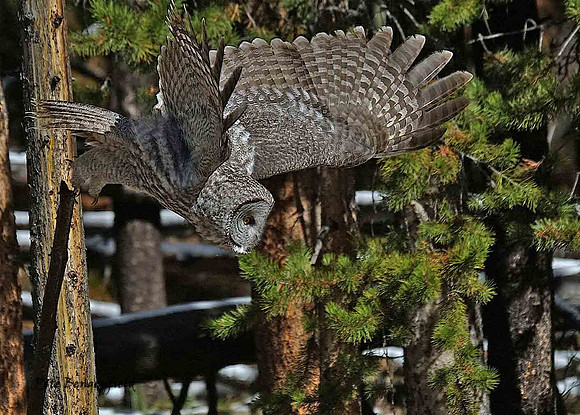 owl-531-d