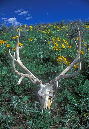 elk-3077-f