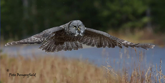 owl-521-d