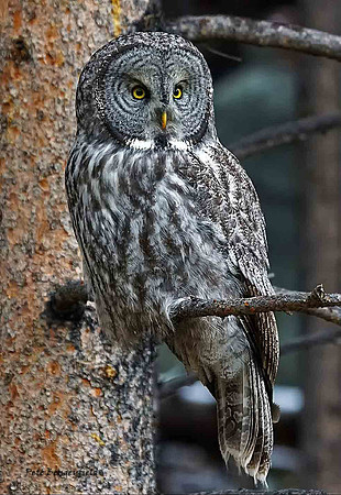 owl-537-d