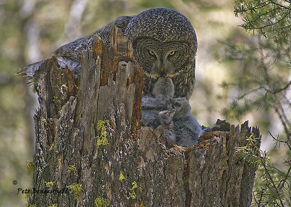 owl-480-d