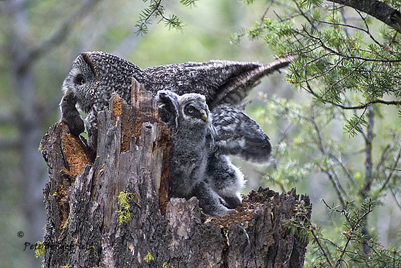 owl-507-d