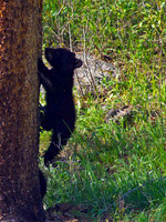 Black Bears