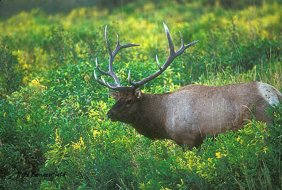 elk-3949-f