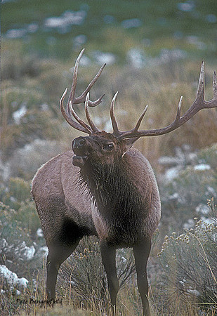 elk-1889-k