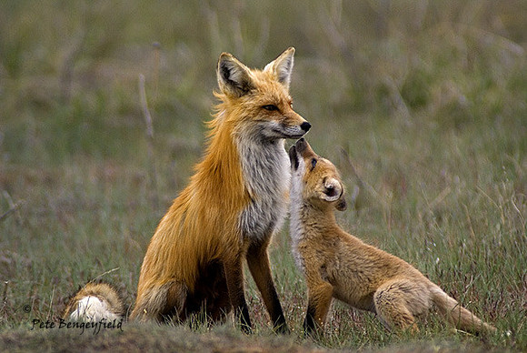 fox-375-d