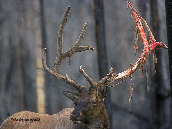 elk-2171-k